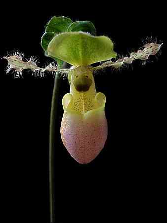 Paphiopedilum