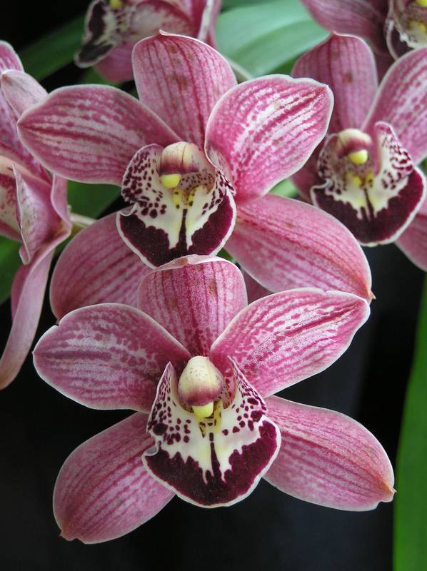 Kwiat Cymbidium