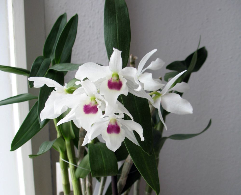 http://www.orchidarium.pl/Galeria/images/dendrobium%20lituiflorum%20alba.jpg