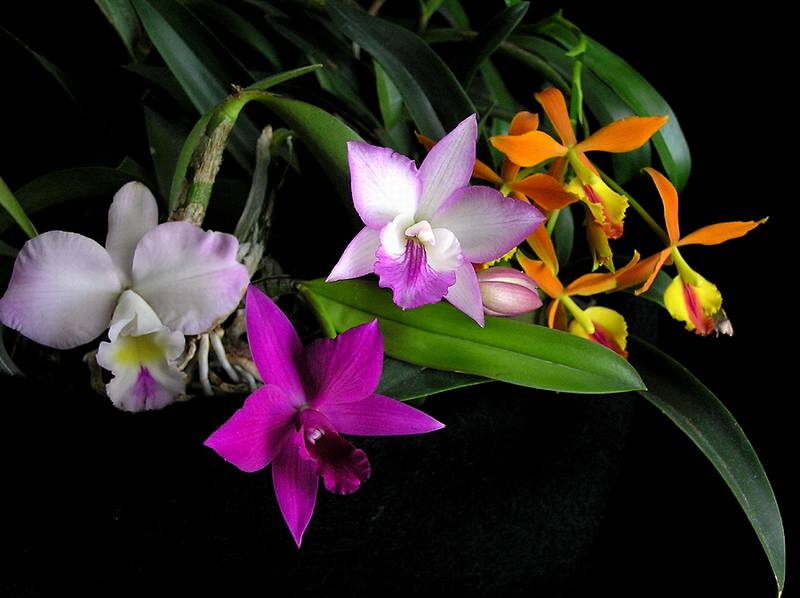 Cattleya