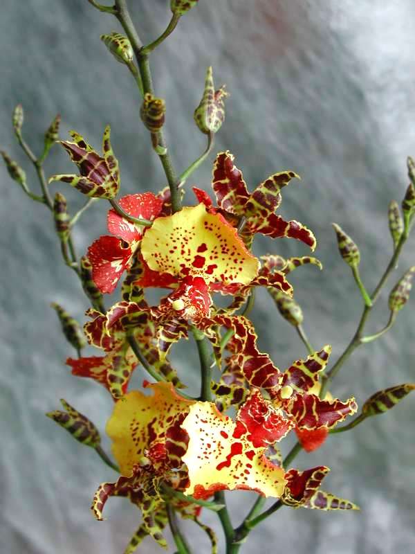 Odontocidium