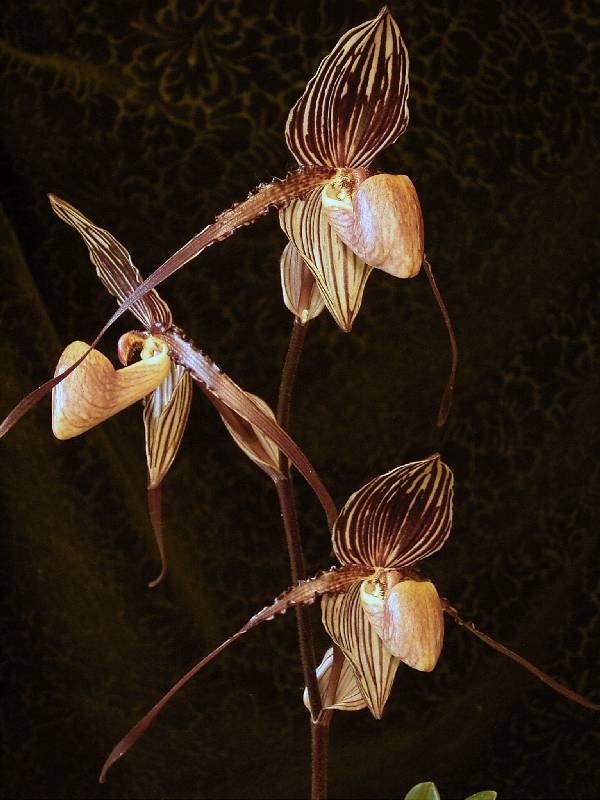 Paphiopedilum