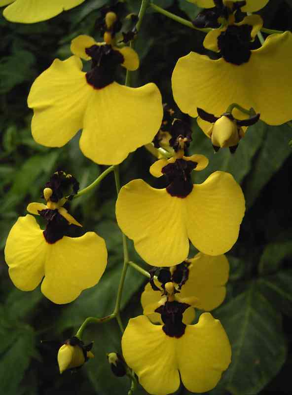 Oncidium