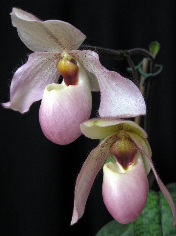 Paphiopedilum