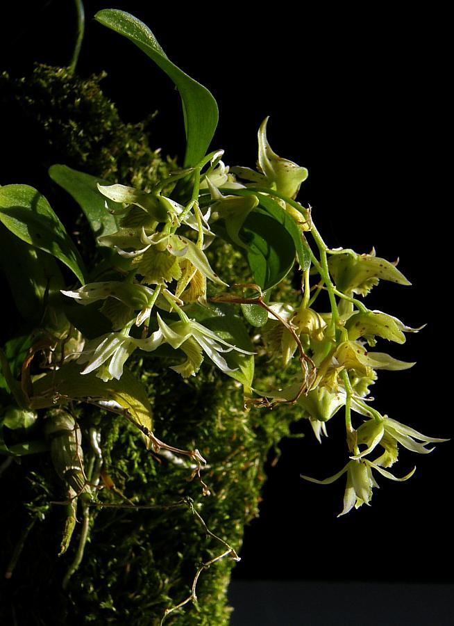 http://www.orchidarium.pl/forum/upload/Dendrobium%20langbianense%200001.JPG