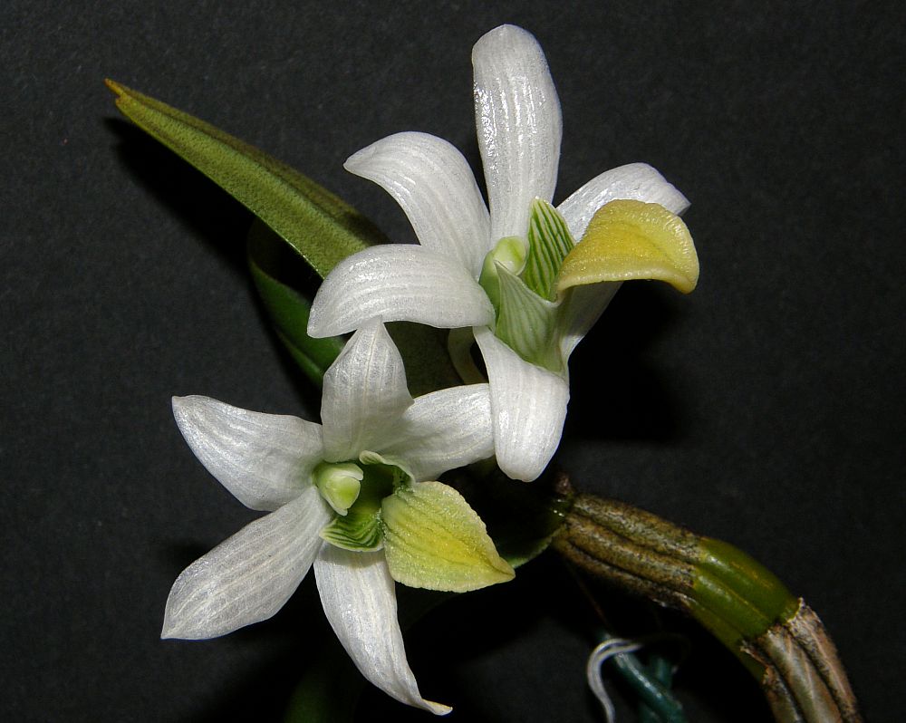 http://www.orchidarium.pl/forum/upload/Dendrobium%20scabrilingue%200005.jpg