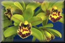Cymbidium