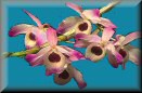 Dendrobium typu nobile