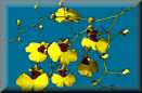 Oncidium