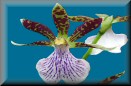 Zygopetalum